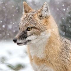 zoolife: Live Zoo Cameras & Interactive Animal Streams 24/7