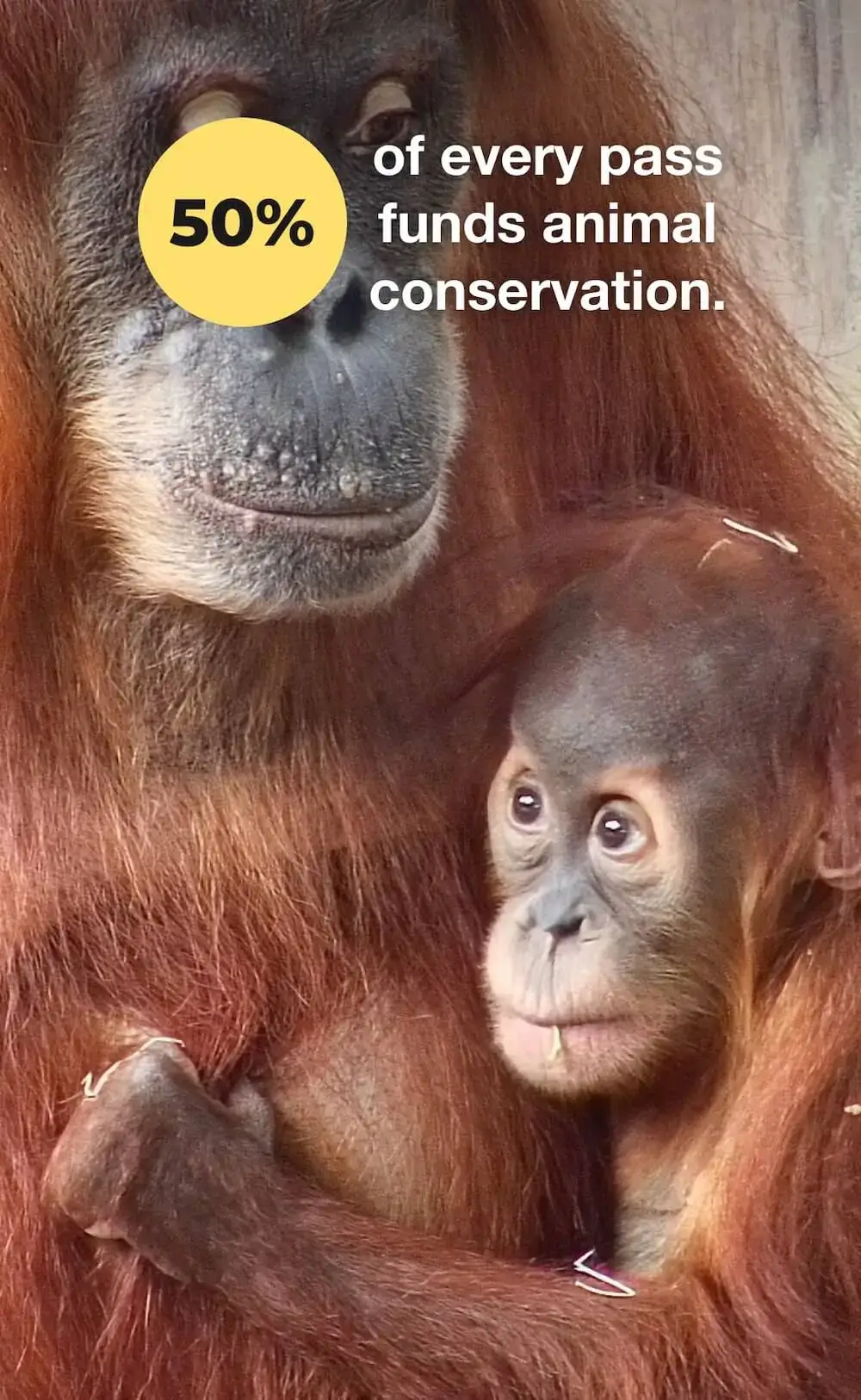 zoolife The world's first live and interactive virtual zoo.